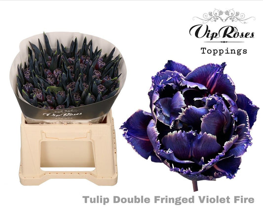 Tulip Fr Double Violet Fire