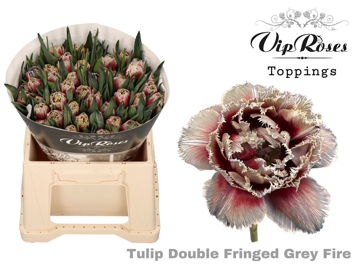 Tulip Fr Double Grey Fire