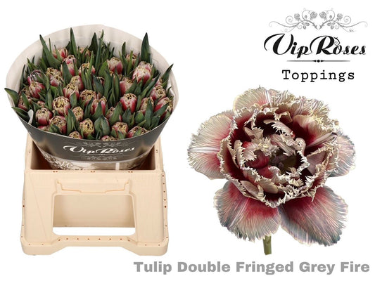 Tulip Fr Double Grey Fire
