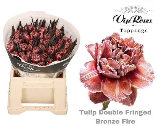 Tulip Fr Double Bronze Fire