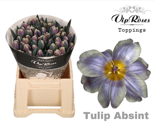 Tulip En A Absint