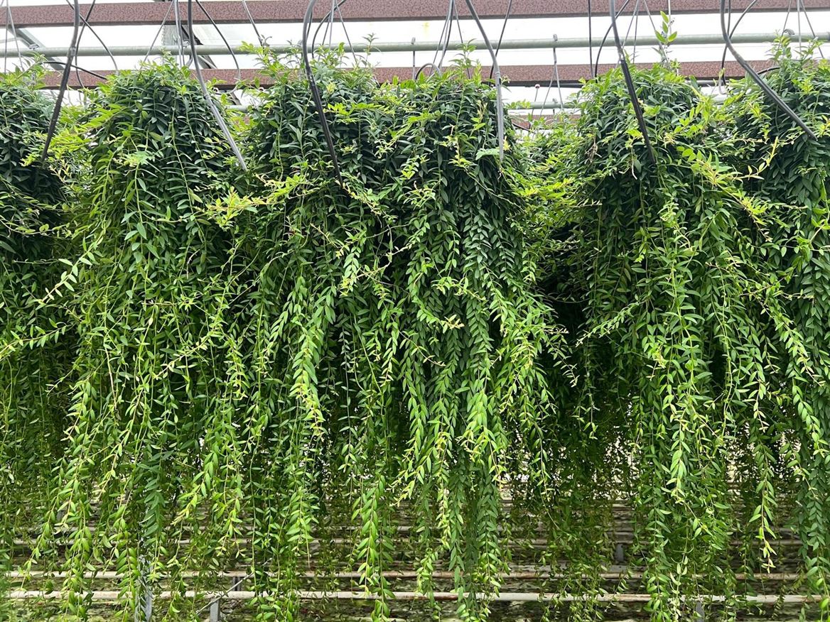 Aeschynanthus Japhrolepis L