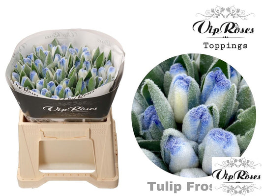 Tulip En A Frost Blue