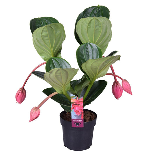 Medinilla Magnifica Flamenco 4 Knop