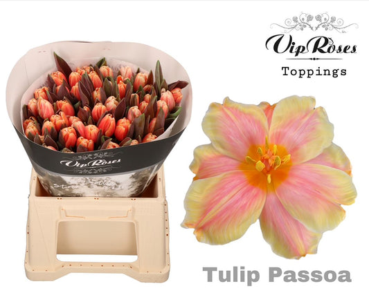 Tulip En A Passoa