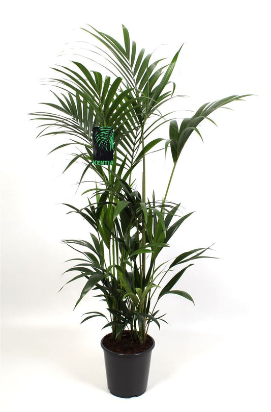 Howea Forsteriana 9pp