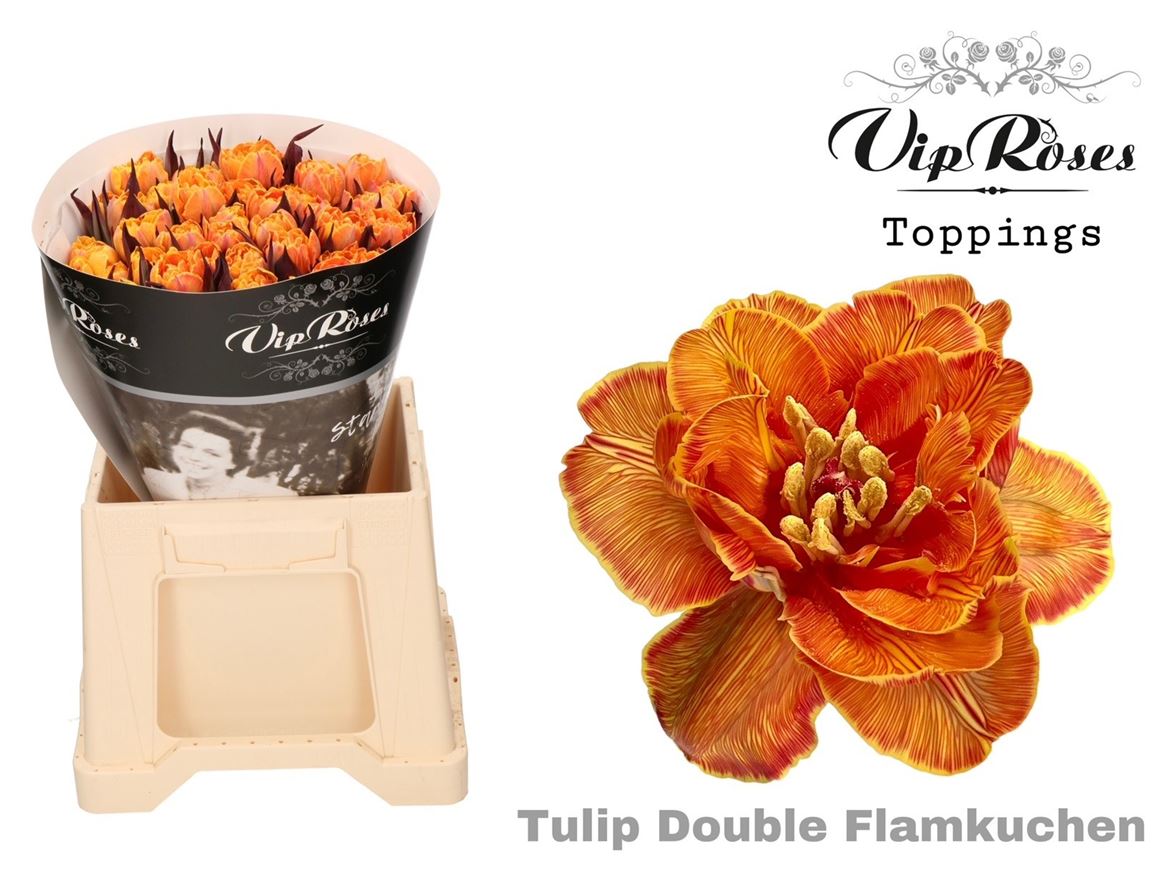 Tulip Du Double Flamkuchen