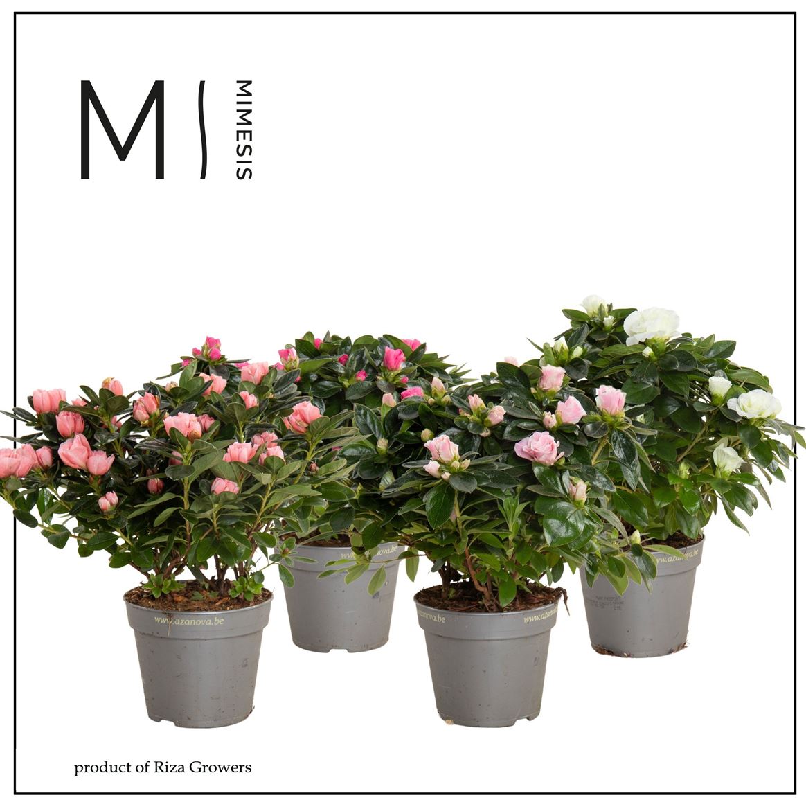 Rhodo Si Aiko Gemengd – All Occasions Wholesale
