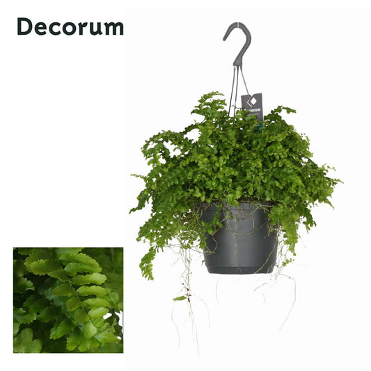 Nephrolepis Ex Pom Pom