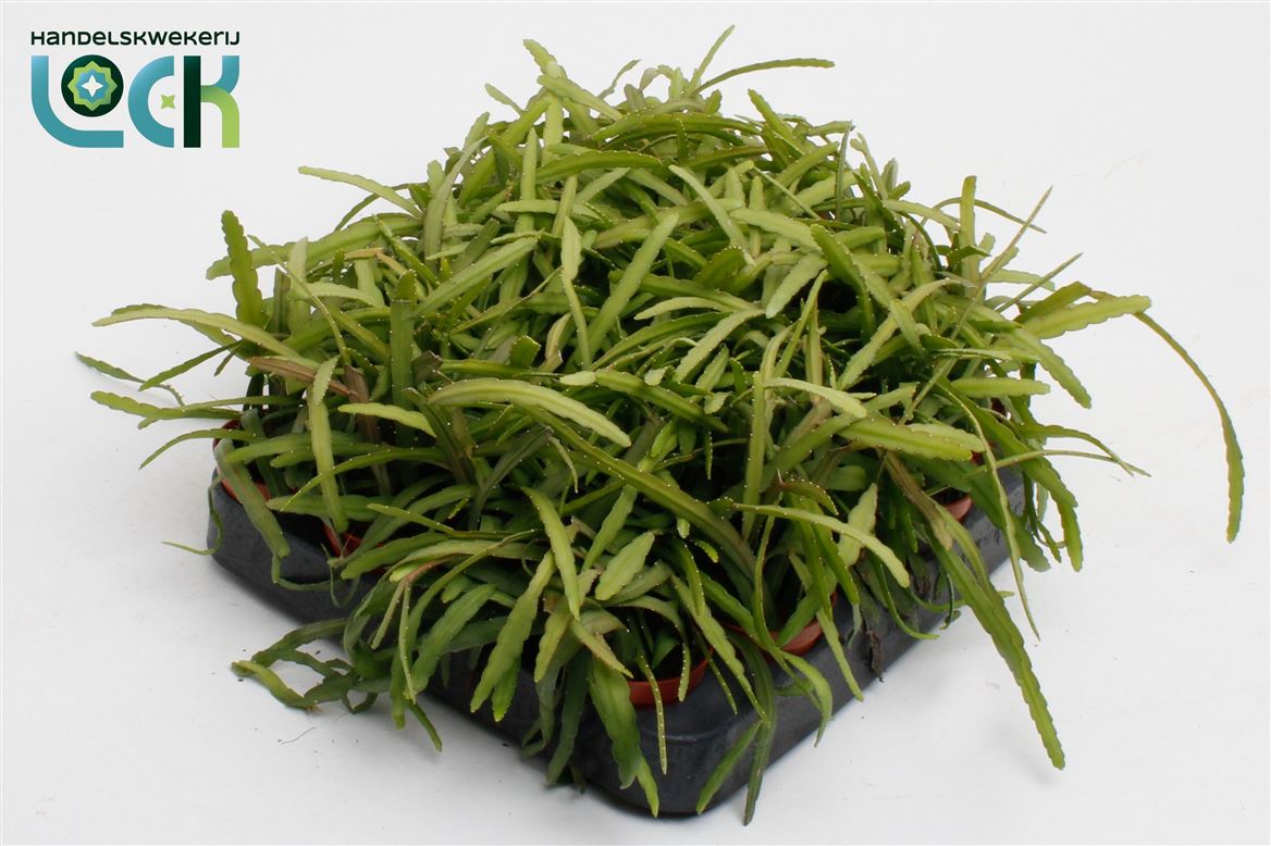 Lepismium Bolivianen