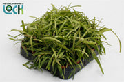 Lepismium Bolivianen