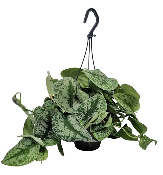 Scindapsus Pictus Trebie