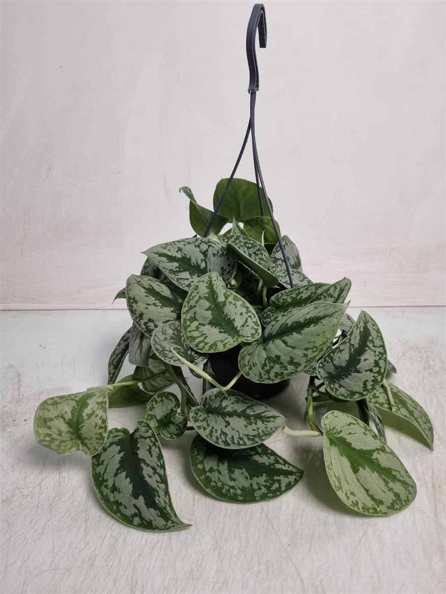Scindapsus Pictus Trebie Hangpot