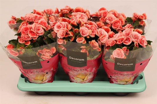 BegoniaDu Licht Roze Borias