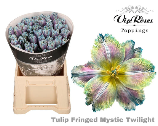 Tulip Fr Fringed Mystic Twilight