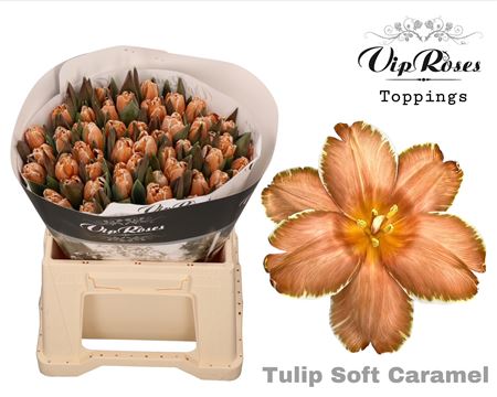 Tulip Dyed Double Soft Caramel