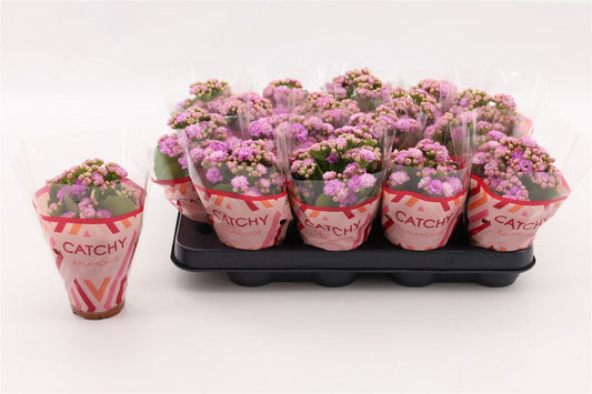 Kalanchoe Double Pink