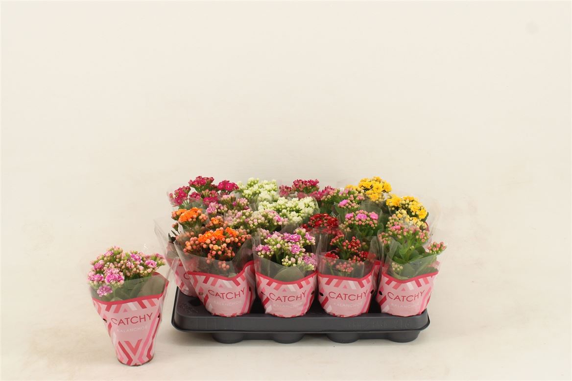 Kalanchoe Double Mi