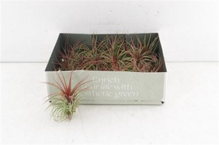 Arr3 Cp Tillandsia Rainforest Red Medium