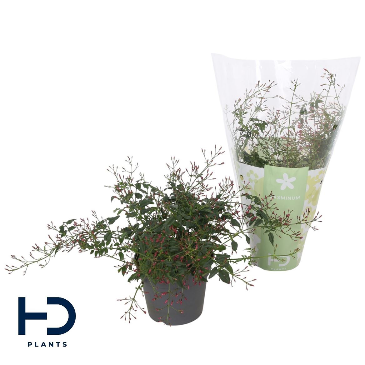 Jasminum Polyanthum (rose)