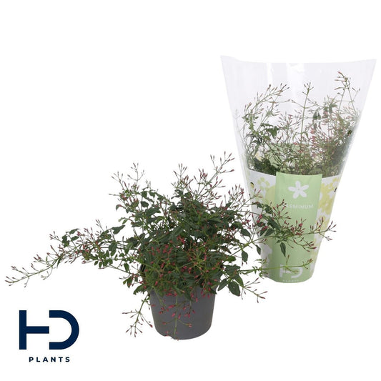 Jasminum Polyanthum (rose)