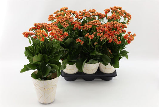 Kalanchoe Sunny Cantaloupe Orange
