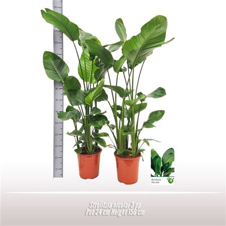 Strelitzia Nicolai 3pp