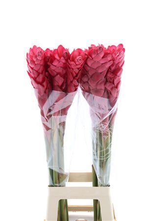 FeedSync:wholesale:b69ae65f09ea753ffd8e88240c5e7dd1f31be1bc
