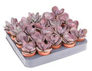 Kalanchoe Humilis Zebra