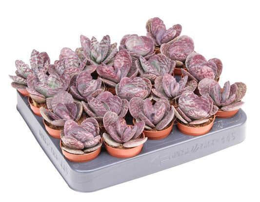 Kalanchoe Humilis Zebra