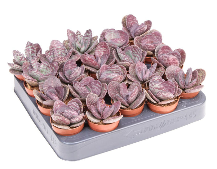 Kalanchoe Humilis Zebra