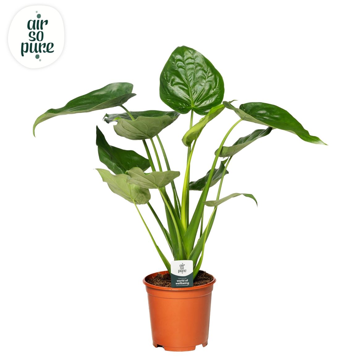 Alocasia Cucullata