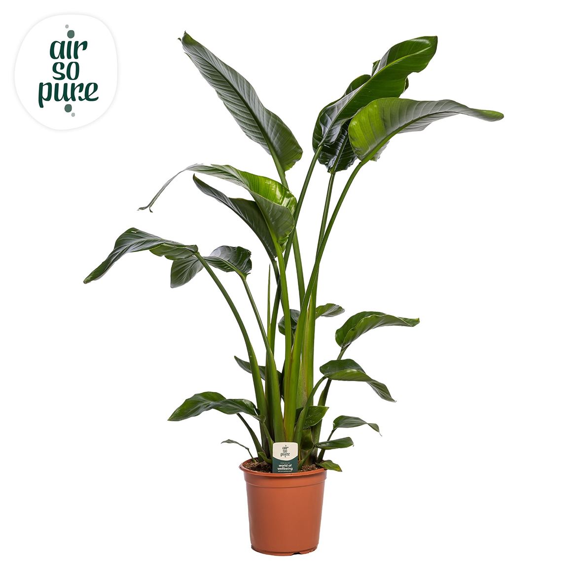 Strelitzia Nicolai 3pp