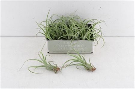 Arr3 Cp Tillandsia Curly Slim