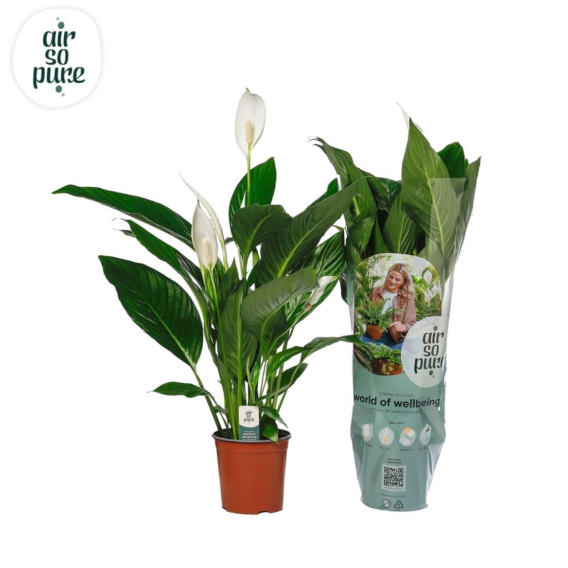 Spathiphyllum Bingo Cupido 4+