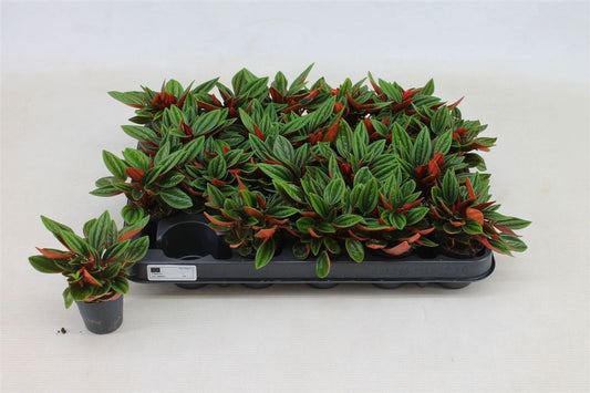 Peperomia Rosso
