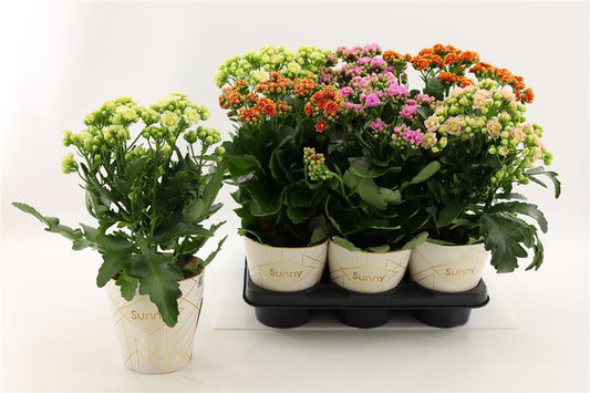 Kalanchoe Sunny Mi In Tray