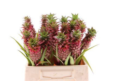 Peach Ananas Decorative Stems – 40cm