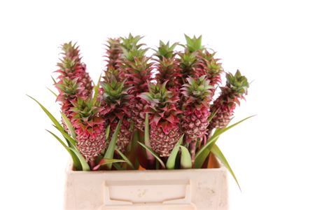 FeedSync:wholesale:eca1e186ffffe03e542a0472b15a66e0edf0d567