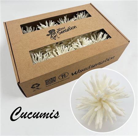 FeedSync:wholesale:c5c6237ef3e966af7d47c78a2a15938fdc57e541