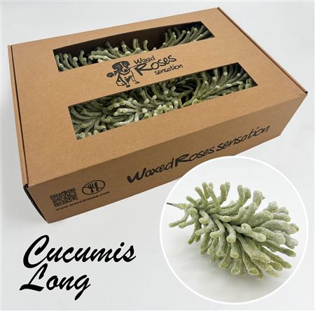 FeedSync:wholesale:fbab7b02491c634ed6206ef3724cccf44bd9583c