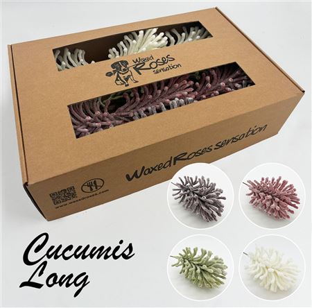 FeedSync:wholesale:3c6cac7b600b0055dd1257888fb69654e889893f