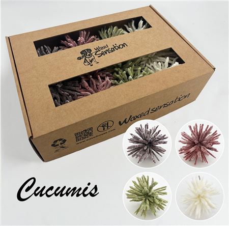 FeedSync:wholesale:0ecc4718e8a1ba3c4e077a7a62a74ad76bf0aba0