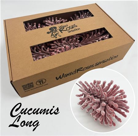 FeedSync:wholesale:c5cbbdaf6848a5e8ade2e120fae7c7df1a227986
