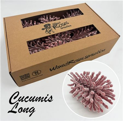 FeedSync:wholesale:c5cbbdaf6848a5e8ade2e120fae7c7df1a227986