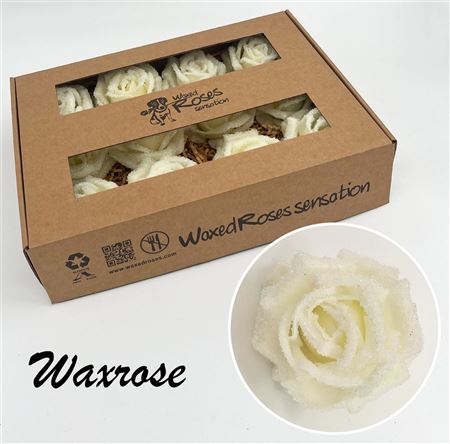 FeedSync:wholesale:10ed4c8a91d27fd29007832ee462ec7c4fcd67ab