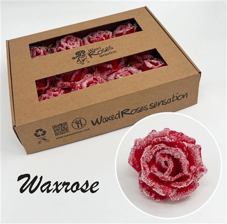 FeedSync:wholesale:0ab004a2d54e494949169b4ce6e2e13b11541fee