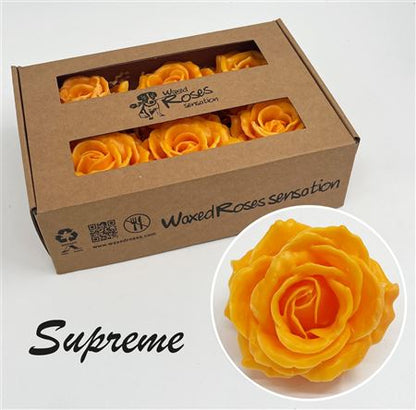 FeedSync:wholesale:cc1c6a7d4946338b2f5f8e603a8001fda9d1f5ec