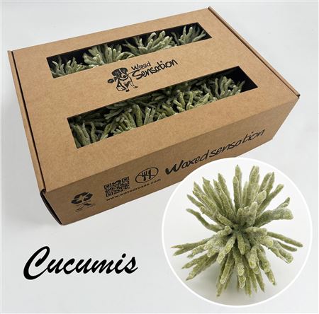 FeedSync:wholesale:781c75eba5d76e2010130b3db2958afe585ae1c9
