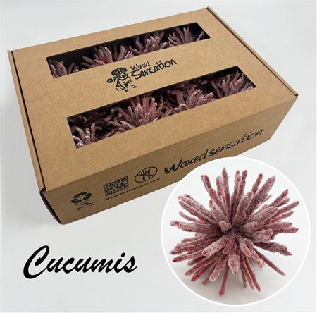 FeedSync:wholesale:7c7e120ba2b24f99060e40dbccb55e6796b66882